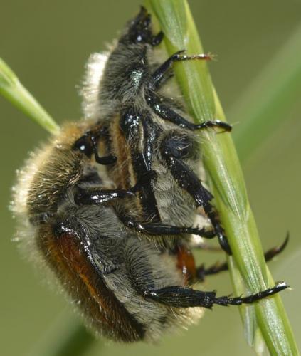 Anisoplia villosa